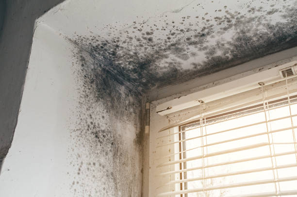 Trusted Mold Inspection service in Souderton, PA - Cheap Mold Removal