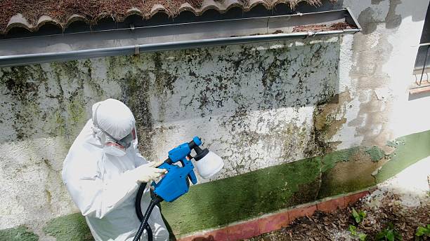 Top rated local Basement Mold Removal specialists in Souderton, PA